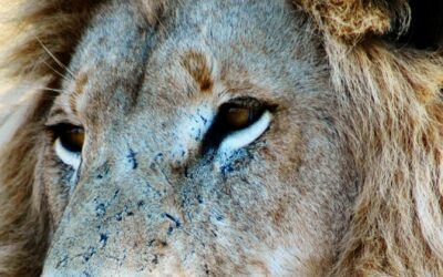A Parable about Two Lions